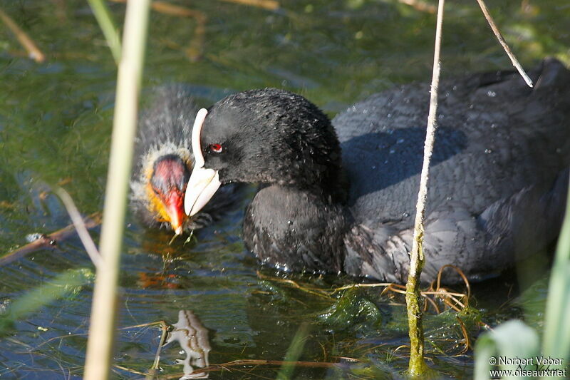 Foulque macrouleadulte, Comportement