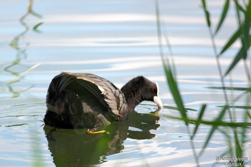 Eurasian Cootadult