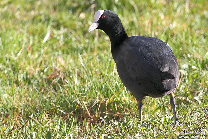 Eurasian Cootadult