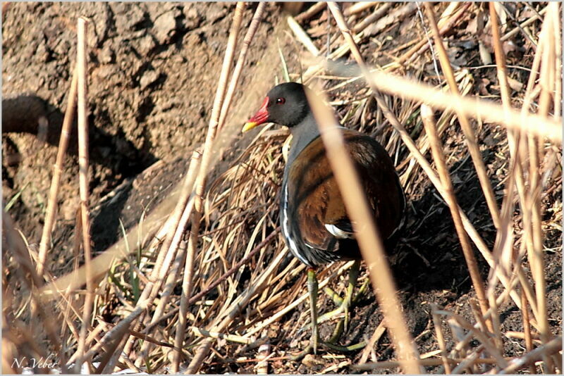 Common Moorhenadult