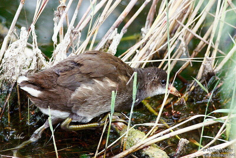 Gallinule poule-d'eaujuvénile