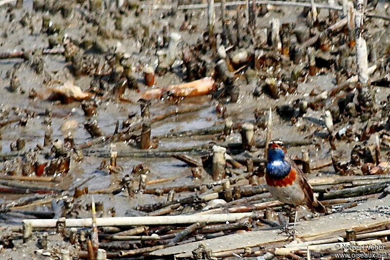 Gorgebleue à miroir, Comportement