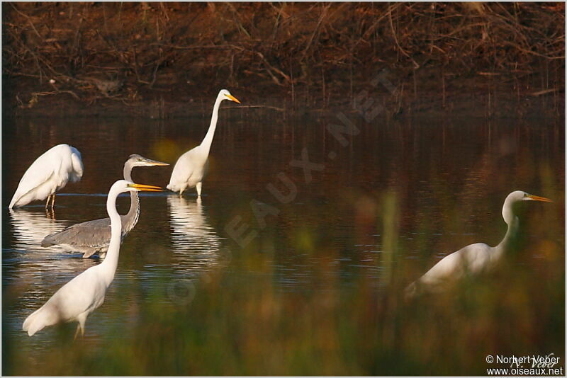 Great Egretadult