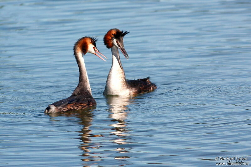 Great Crested Grebe adult