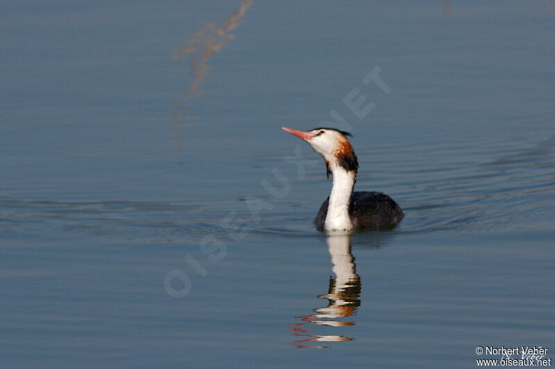 Great Crested Grebe