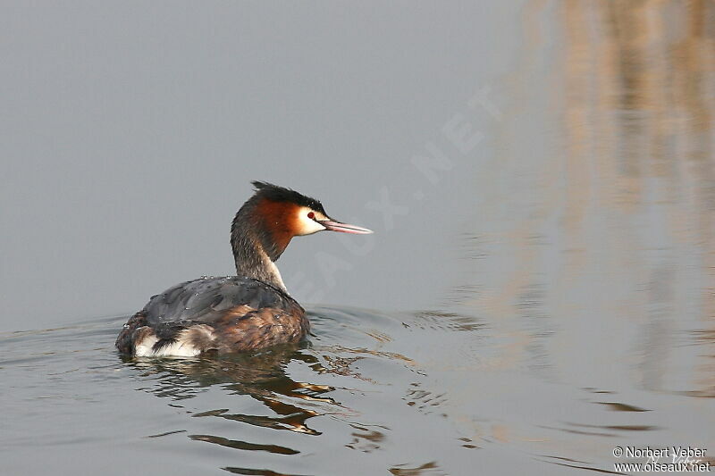 Great Crested Grebeadult