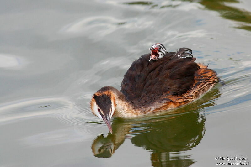 Great Crested Grebeadult, Behaviour