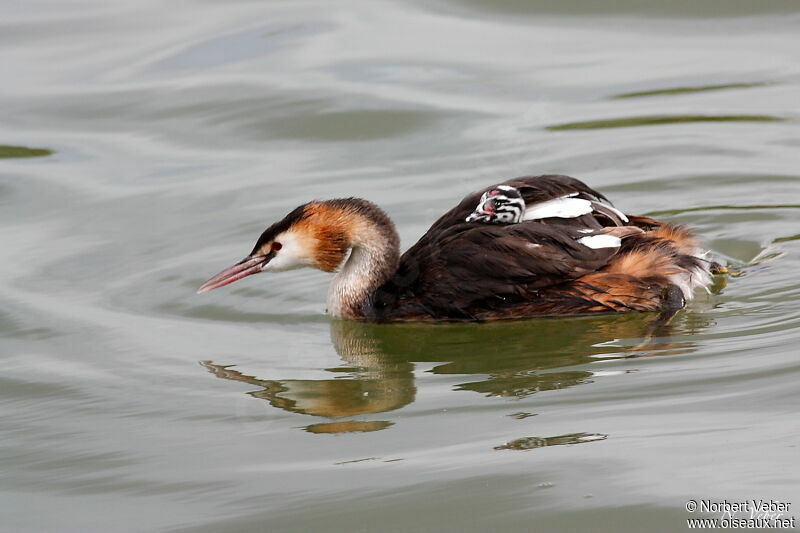 Great Crested Grebeadult, Behaviour