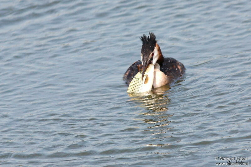 Great Crested Grebeadult, feeding habits