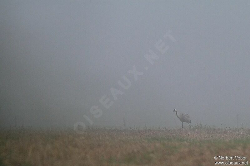 Common Craneadult, feeding habits