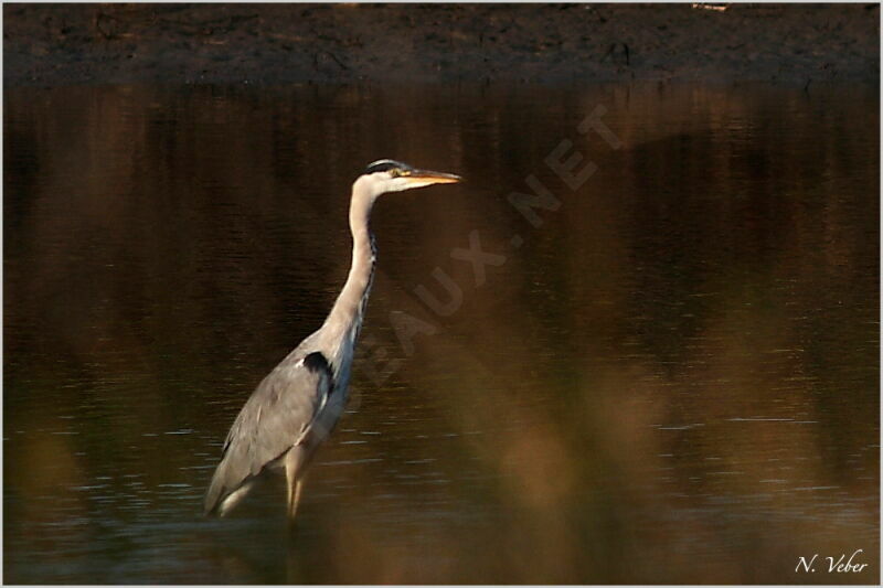 Grey Heronadult