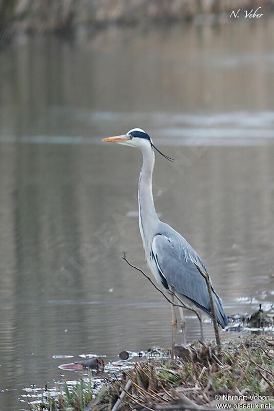 Grey Heronadult