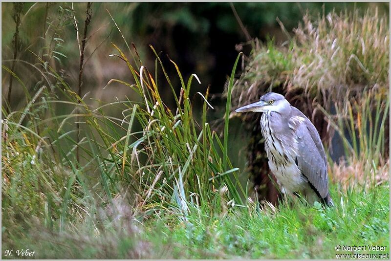 Grey Heron