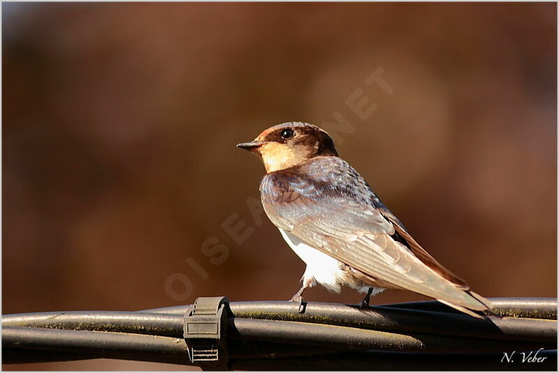 Barn Swallowadult