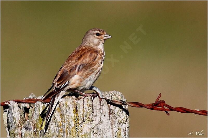 Common LinnetFirst year