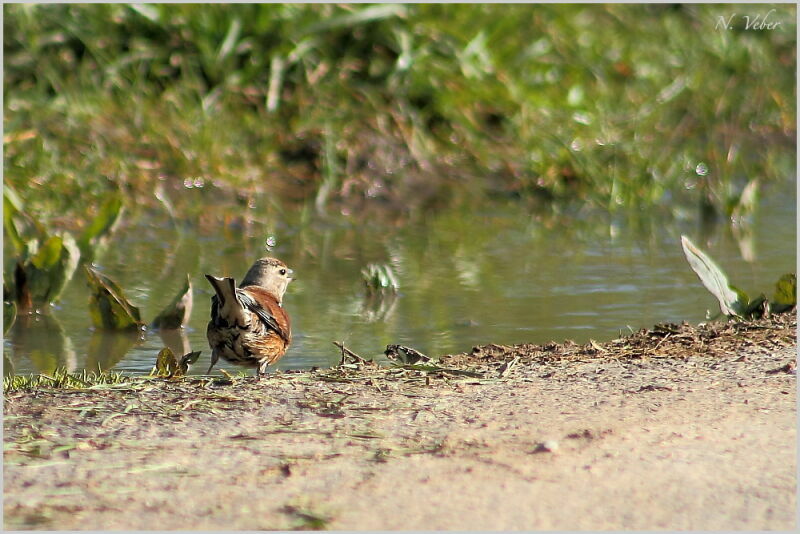 Common Linnetadult, Behaviour