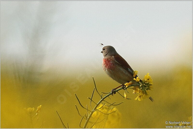 Common Linnet male adult