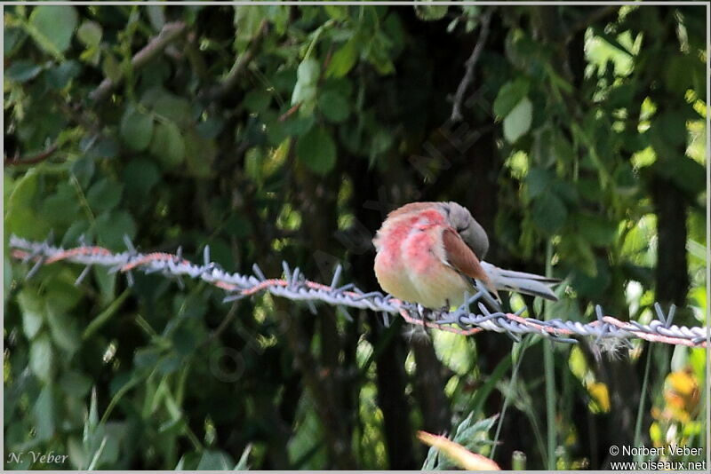 Common Linnet male adult