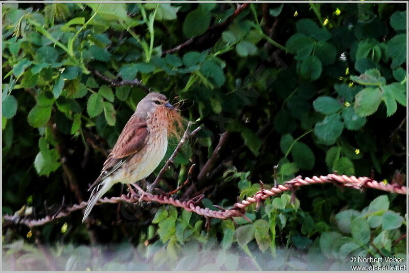 Common Linnet female adult, Reproduction-nesting