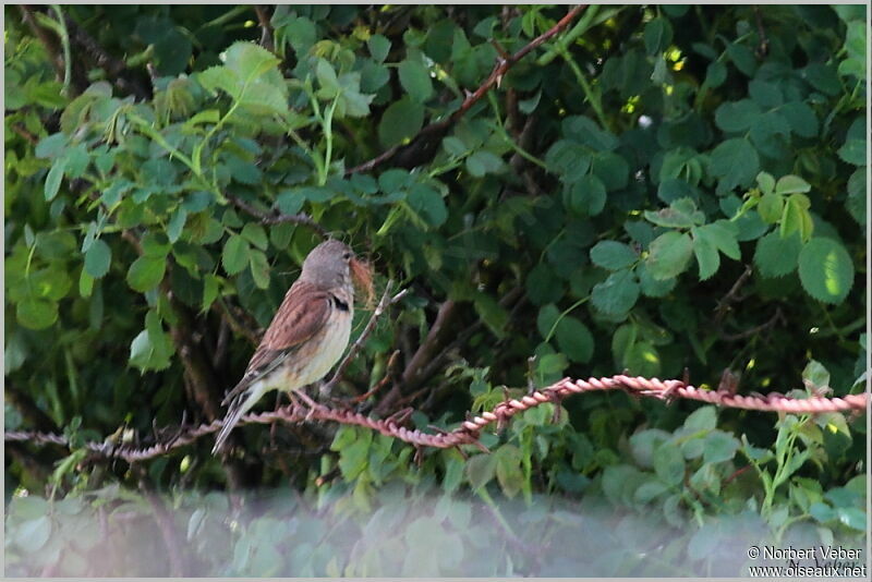 Common Linnet female adult, Reproduction-nesting