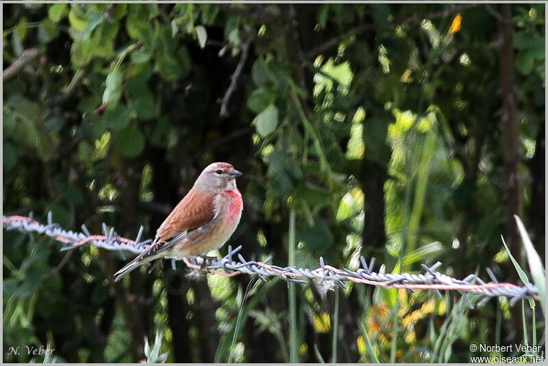 Linotte mélodieuse mâle adulte