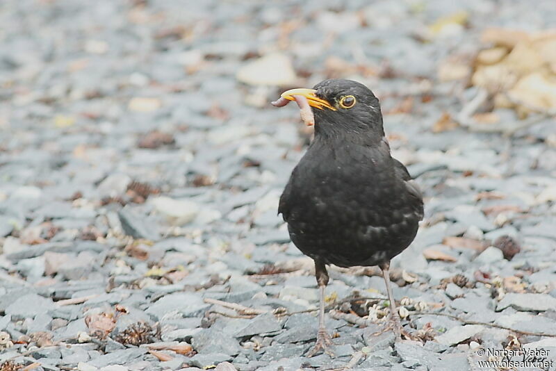 Common Blackbird male adult