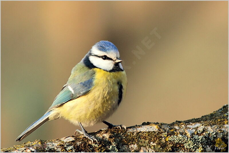 Eurasian Blue Titadult