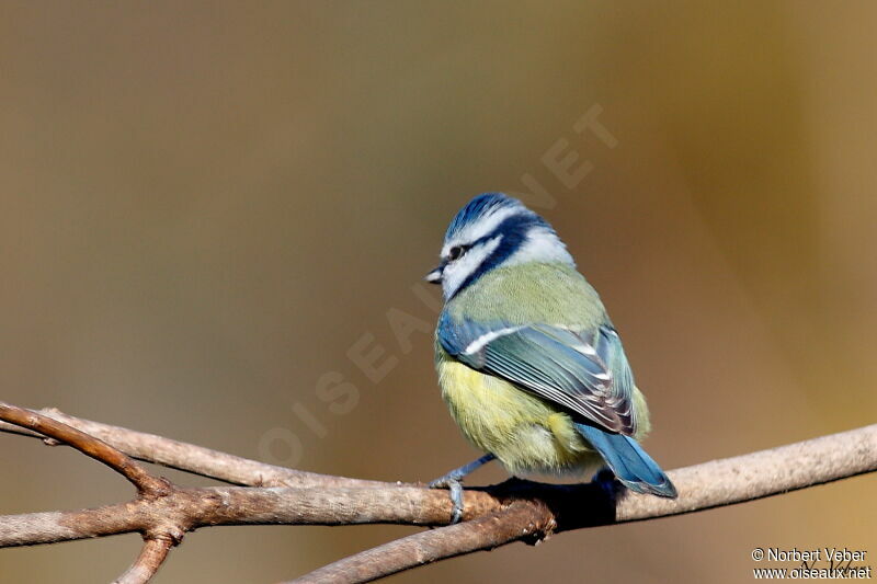 Eurasian Blue Titadult