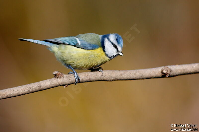 Mésange bleueadulte