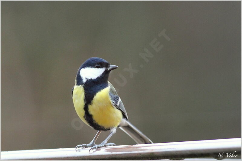 Mésange charbonnièreadulte