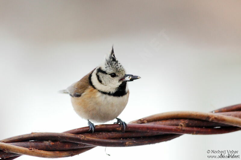 Crested Titadult