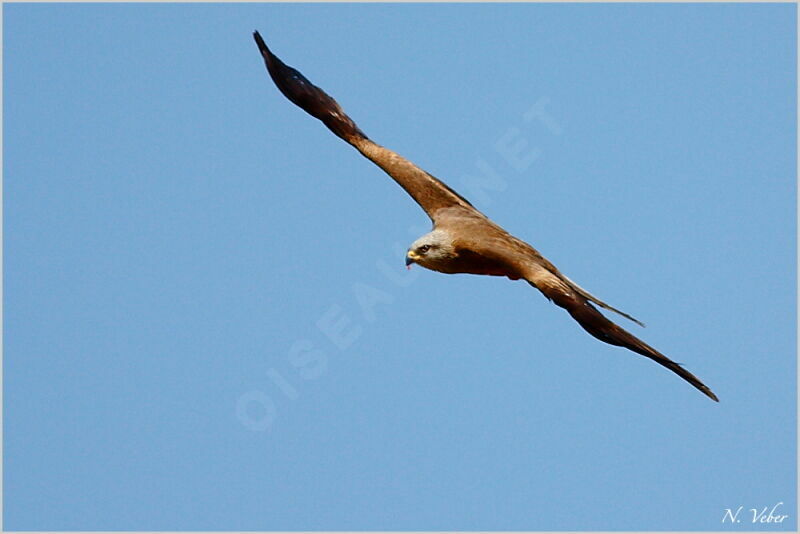 Black Kite