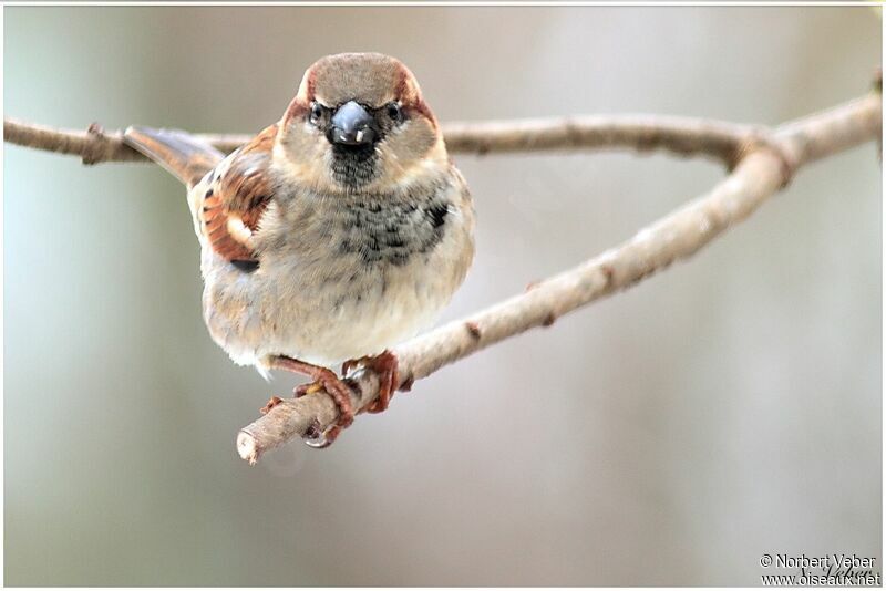 House Sparrow male adult