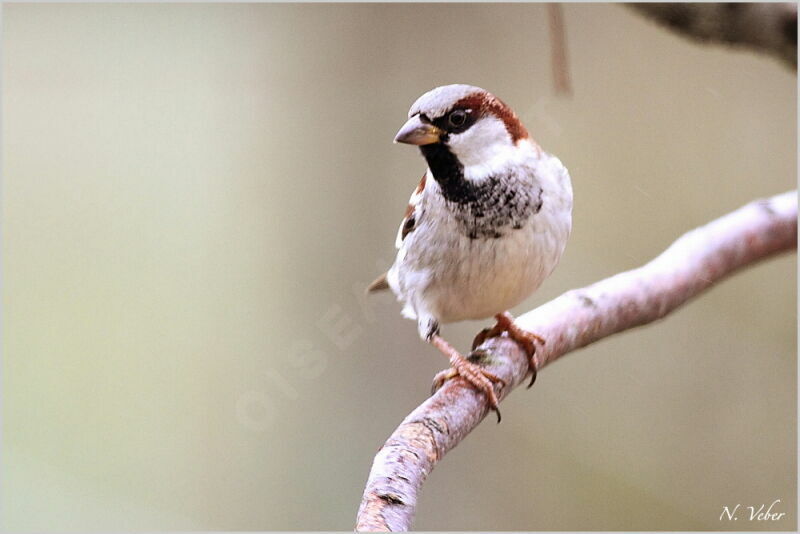 House Sparrow