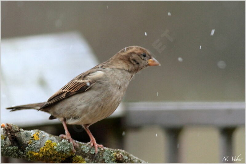 Moineau domestique