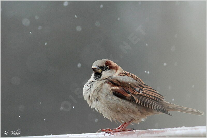 House Sparrow