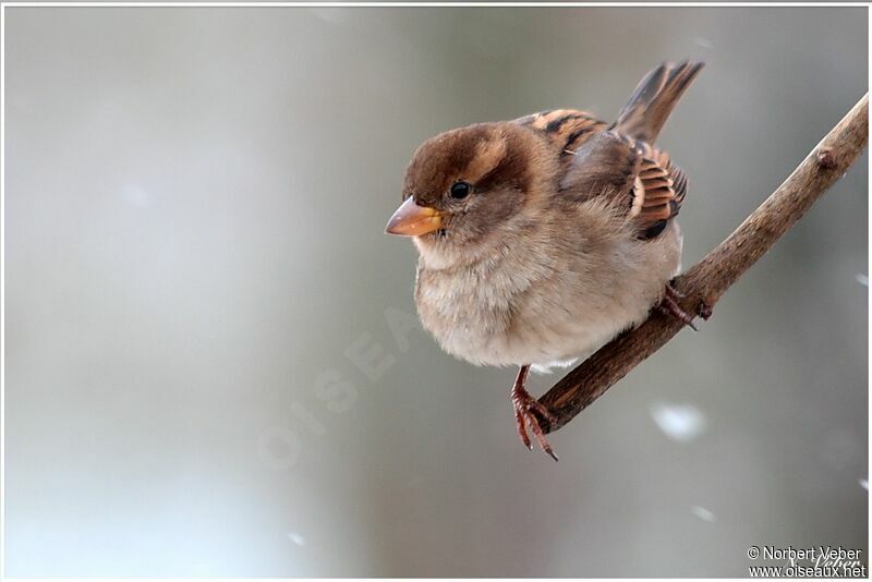 Moineau domestique femelle adulte