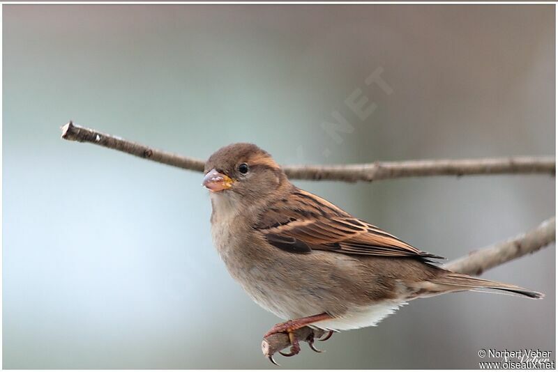 Moineau domestique femelle adulte