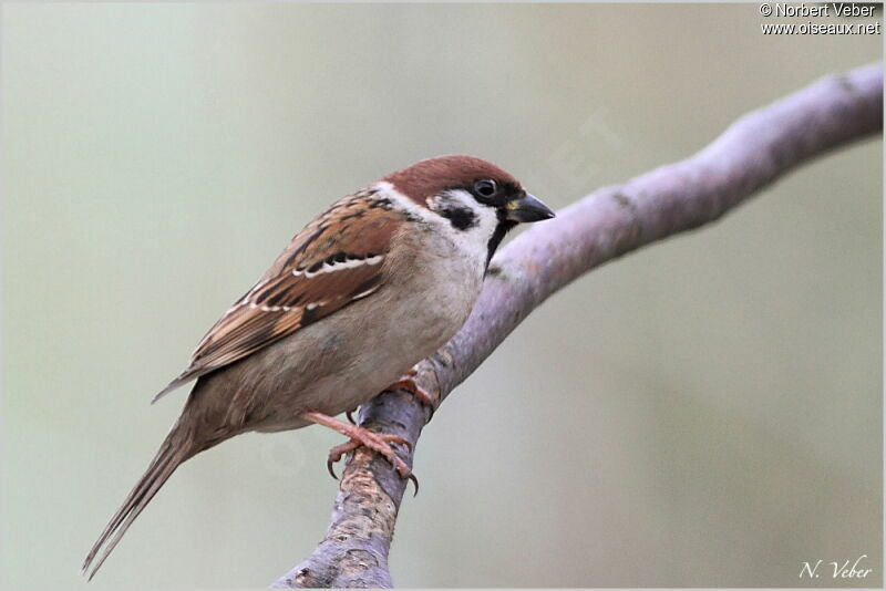 Eurasian Tree Sparrow male adult