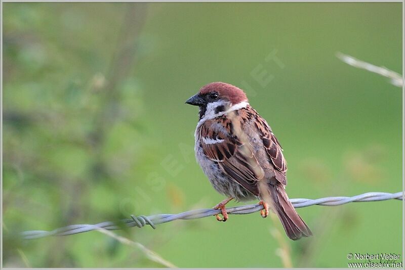 Eurasian Tree Sparrow male adult