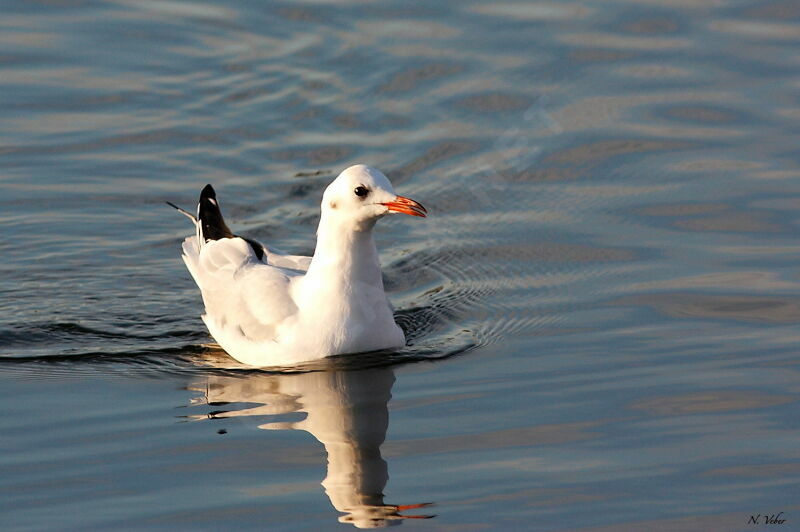 Mouette rieuse