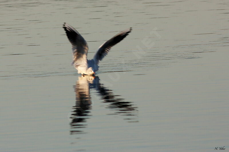 Black-headed Gull