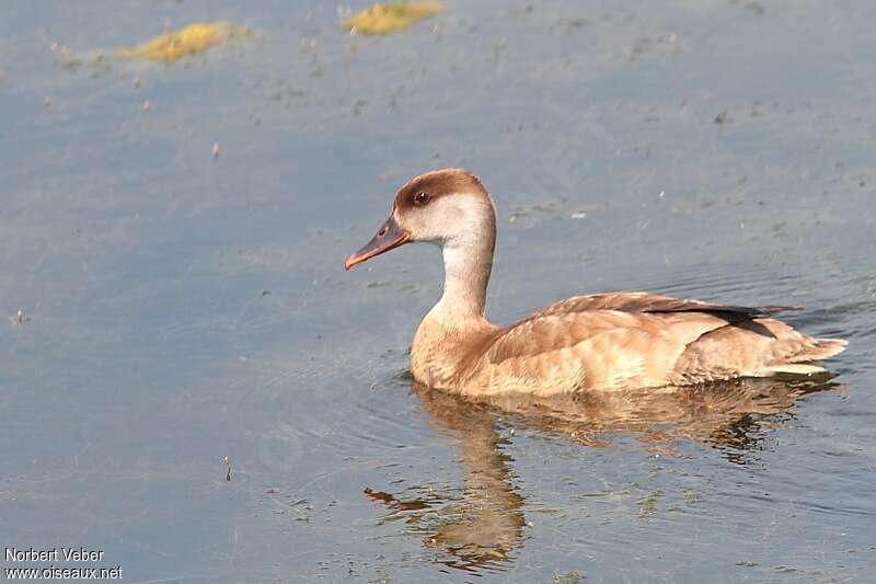 Red-crested Pochard female adult, identification