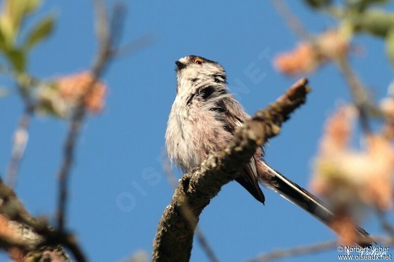 Long-tailed Tit, identification