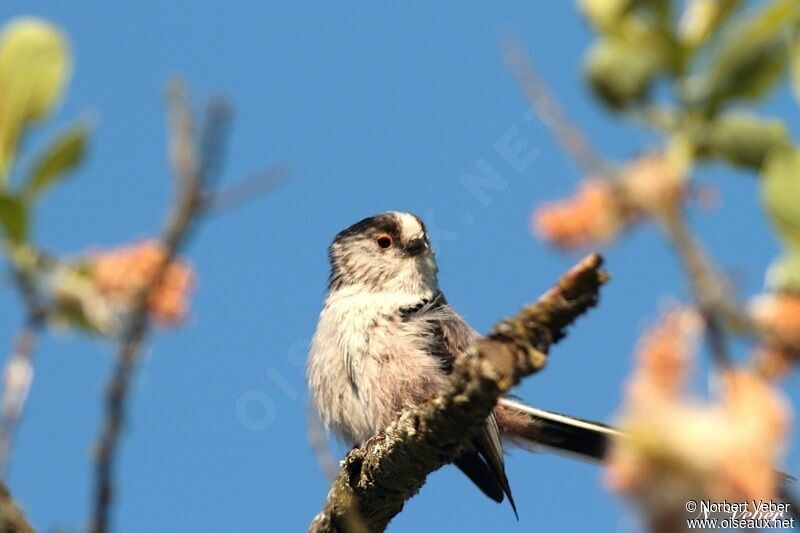 Long-tailed Tit, identification