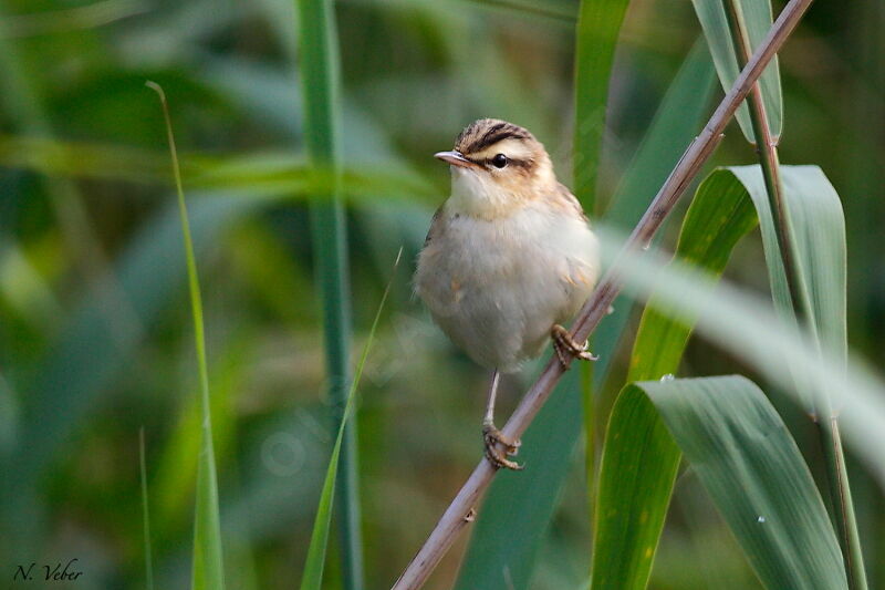 Sedge Warbler