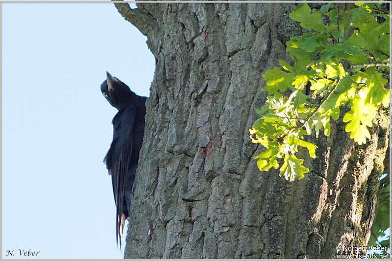 Black Woodpeckeradult