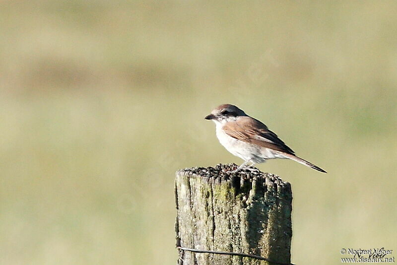 Red-backed Shrike female adult