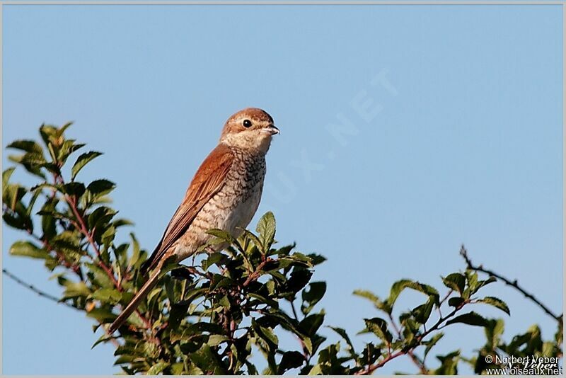 Red-backed Shrike female adult