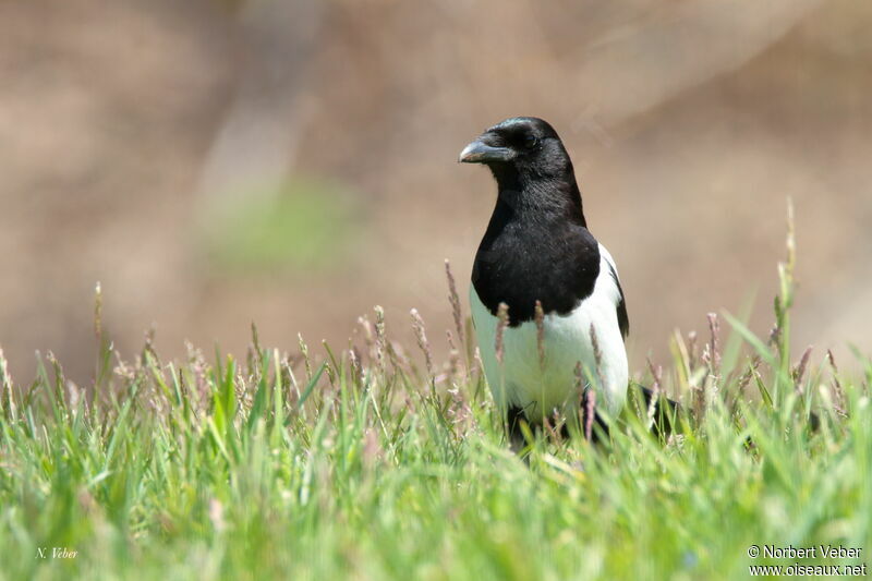 Eurasian Magpie